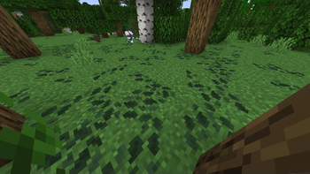 Spruce Colored Leaf Litter