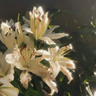 Magnolia