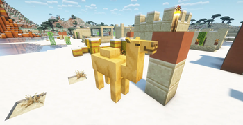 Camel