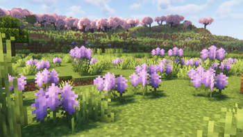 Lavanda