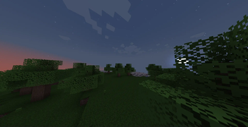 Maple forest 2