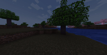 Fraxinus Trees