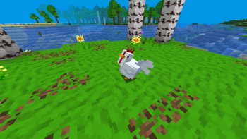 Chicken
