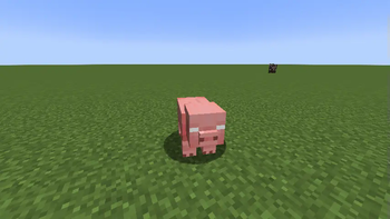 pig