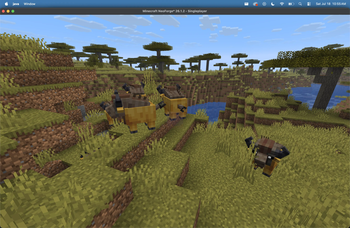 Wildebeest