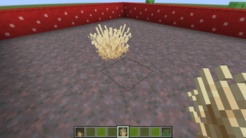 tall dry grass