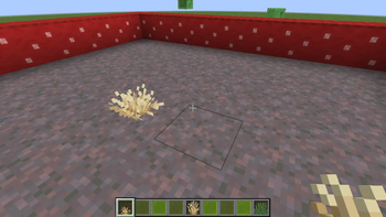 short dry grass