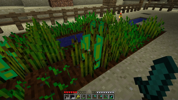 Wheat Level 7