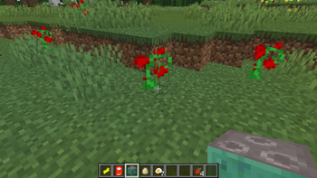 WHAT? A TOMATO PLANT???