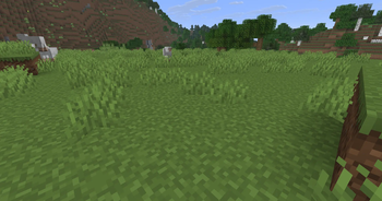 Grass