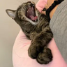Kitzurea