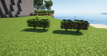 Grappe bush