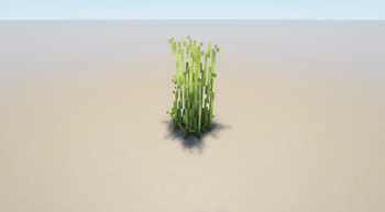 Closer Look Of Tall Grass