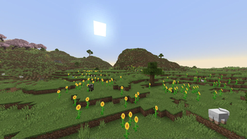Sunflower Plains