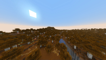 Birch Forest