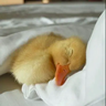 CuteDuckling