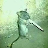 Ratpack