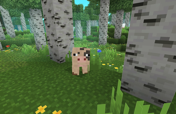 Pig Staring Right Around Me