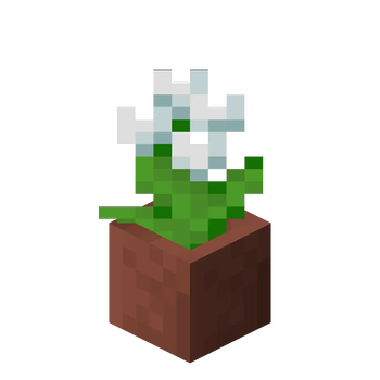 Potted White Tulip