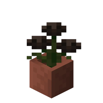 Potted Wither Rose