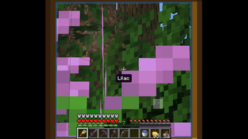 Inspecting oak Lilac.