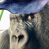 Pablo_Kong