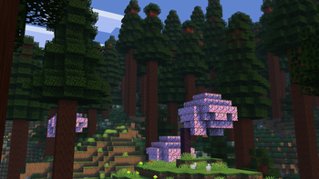 Redwood Forest
