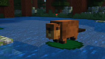 Beaver