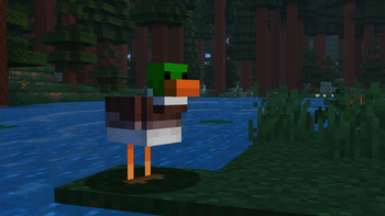 Duck