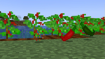Chilli Crops