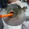 Choking Pufferfish