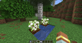 Cotton Crop