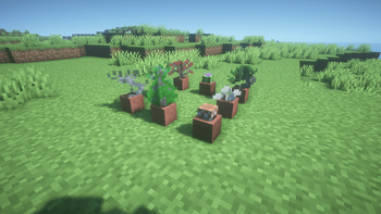 Potted Plants