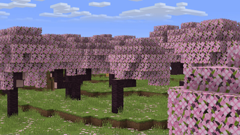 Cherry Trees + Pink Petals