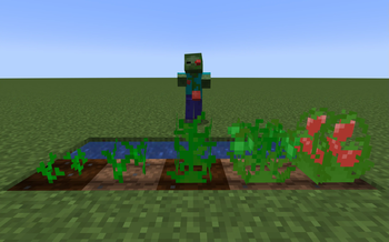 Tomato growth stages