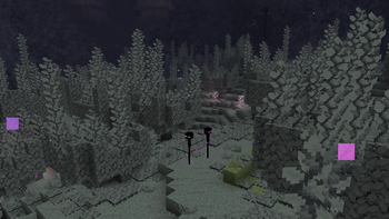 Veiled Woodlands