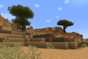 Cork Trees
