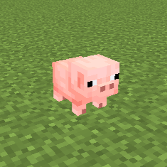 Baby Pigs