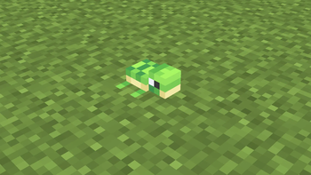 Baby Turtles