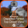 Dappled Forest Panorama - Top Dow View