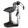 Black Flamingo