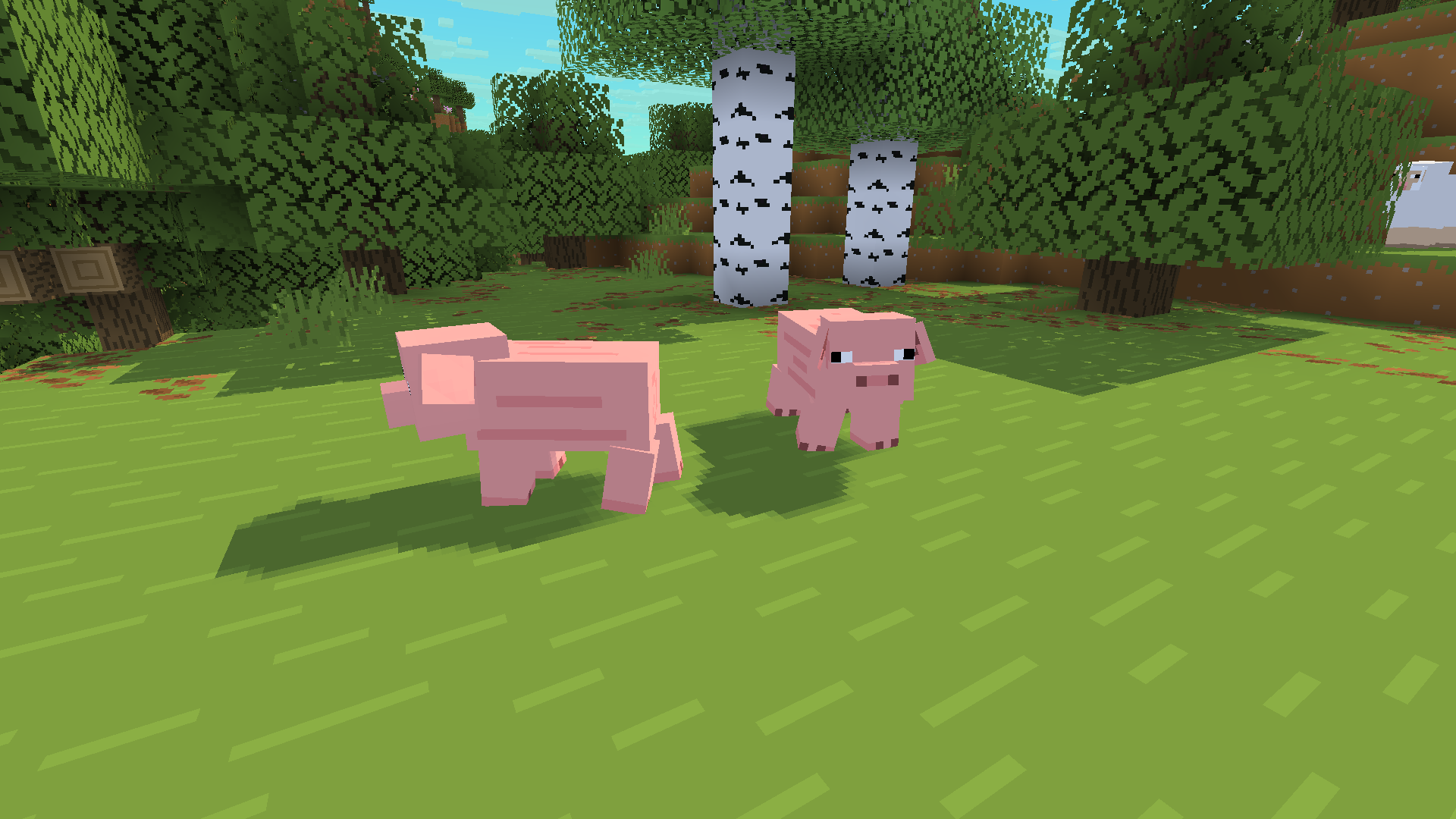 Two temperate pigs with longer snouts and large ears