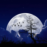 Icon for Night Studio