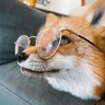 ffantasticfox