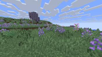Lavender Fields