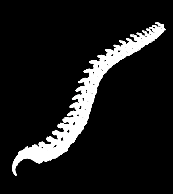 Backbone
