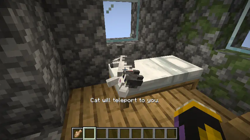 Cat will teleport to you