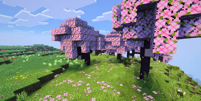 Cherry Blossom