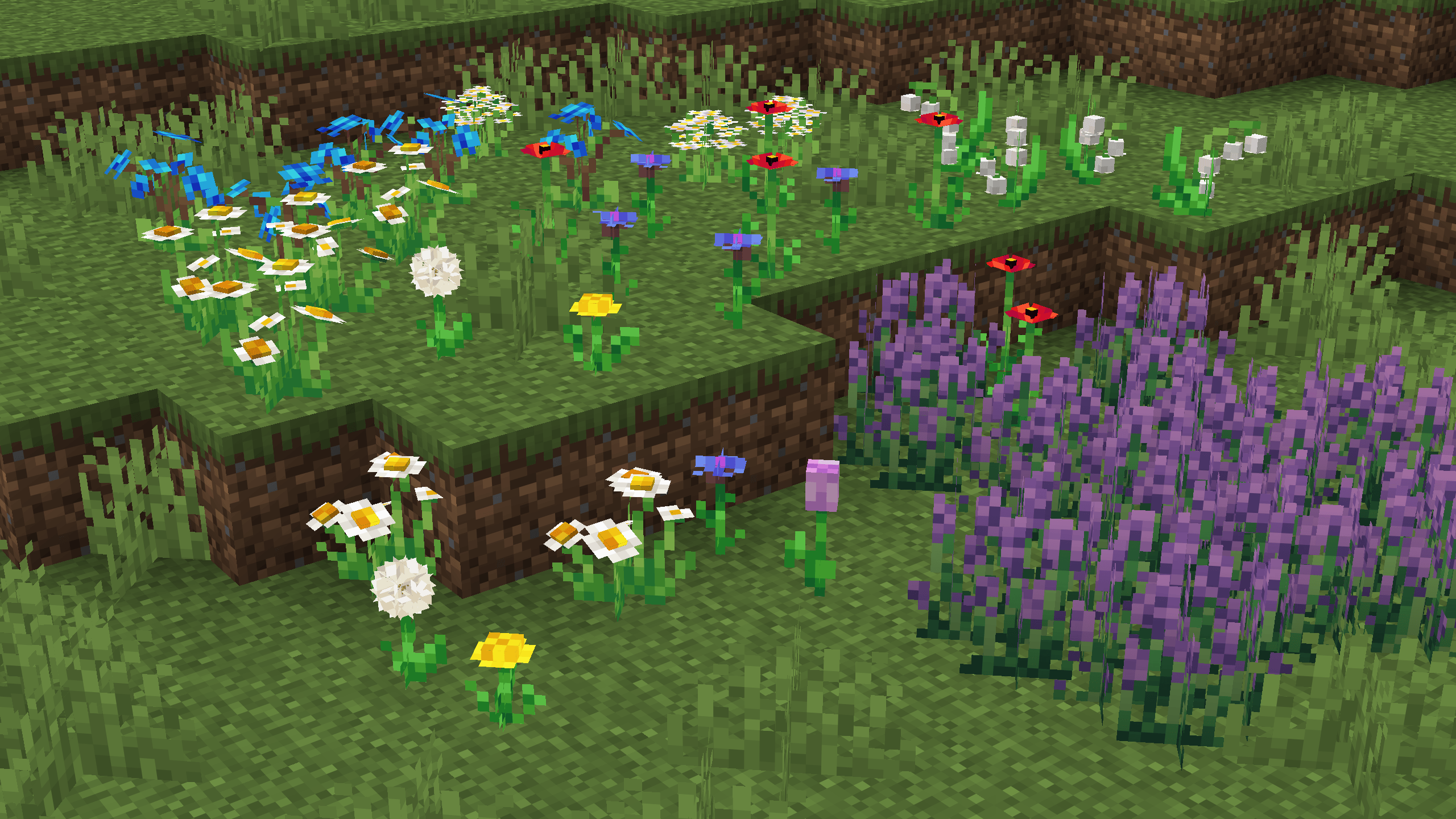 Showcase of the flowers