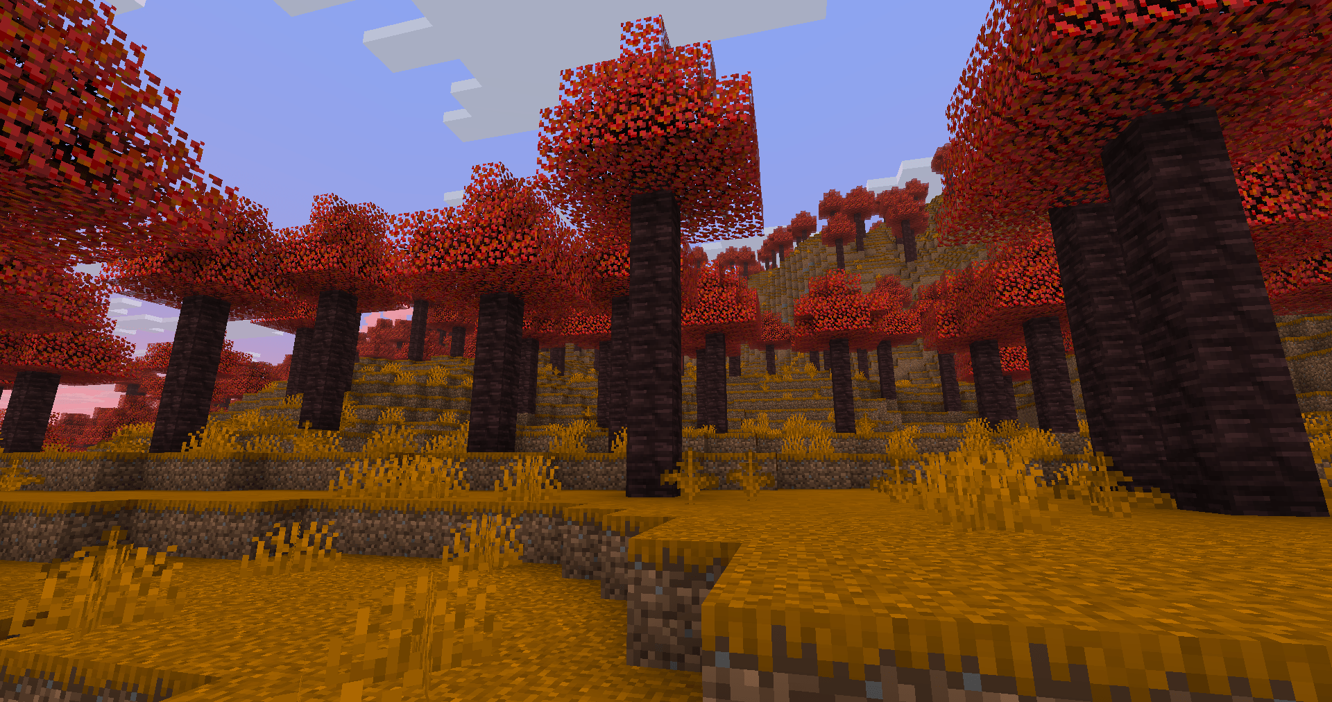 The Dappled Forest